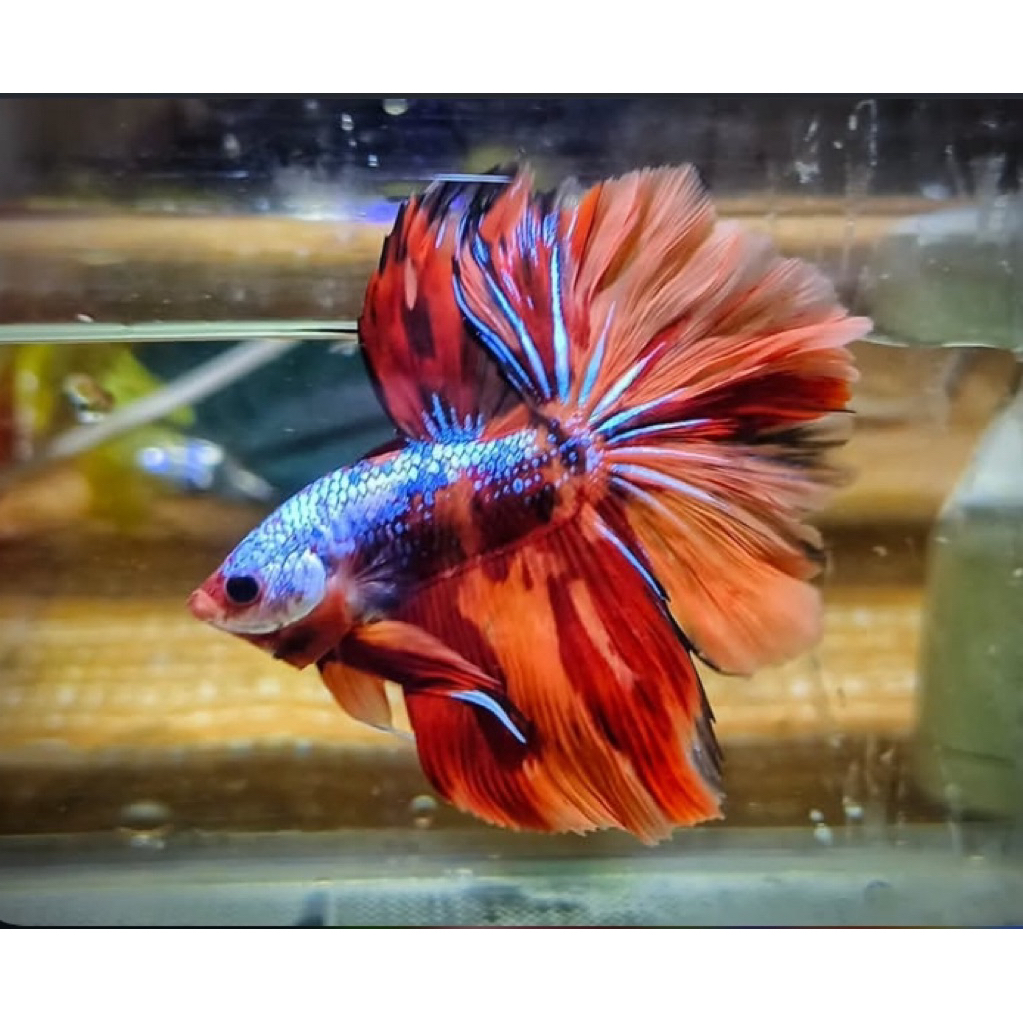 Jual cupang halfmoon nemo multy ekor lebar, warna bagus, sangat indah ...