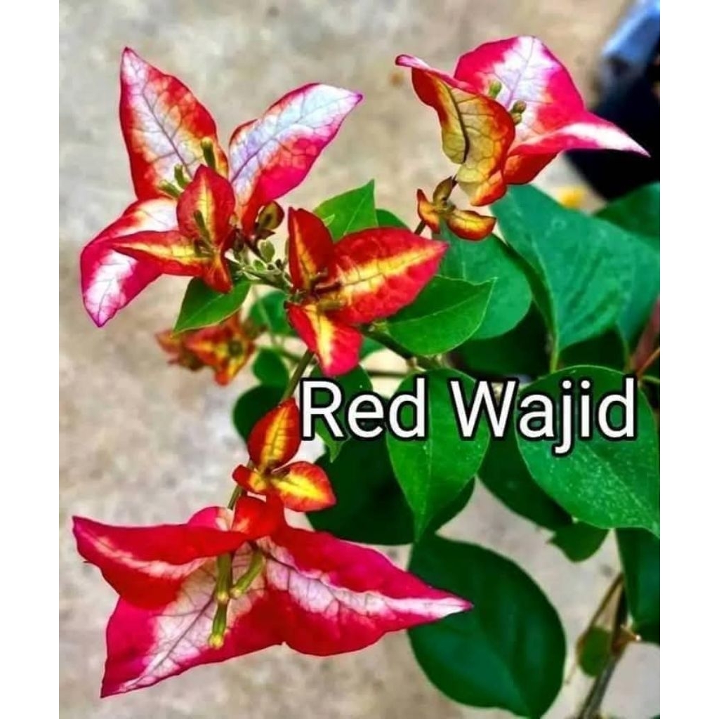 Jual bunga burgenvile jenis red wajid | Shopee Indonesia