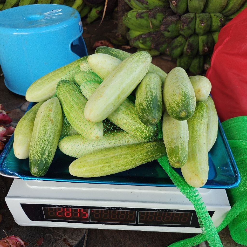 Jual TIMUN SEGAR PILIHAN 1 kg : Kualitas Terbaik untuk Kesehatan ...