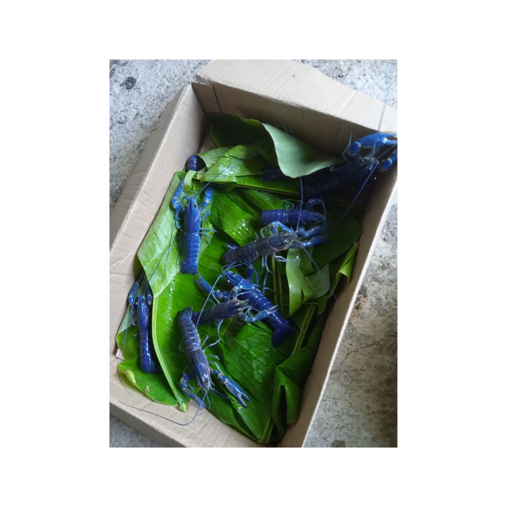 Jual Indukan LAT warna biru | Shopee Indonesia