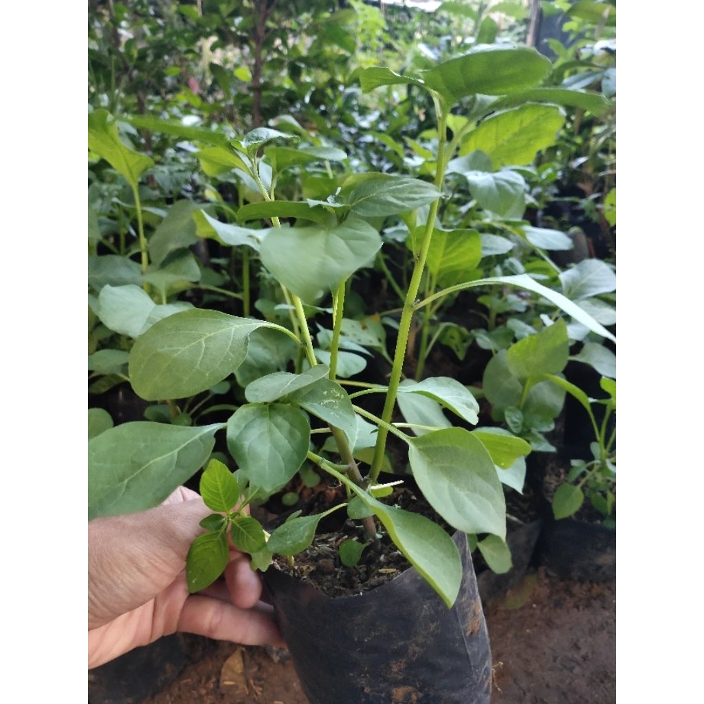 Jual Bibit tanaman leunca/ranti bibit leunca lalapan | Shopee Indonesia
