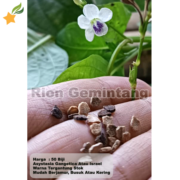 Jual Biji Asystasia Gangetica 50 Pcs Bijinya Rumput Israel | Shopee ...