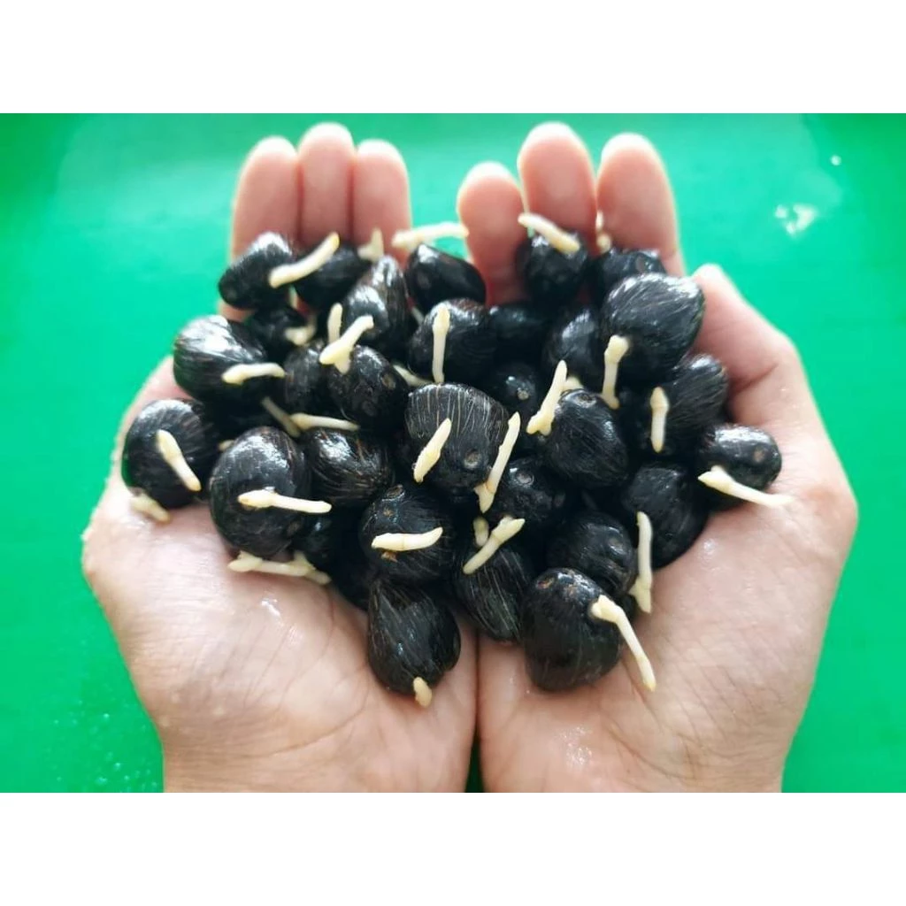 Bibit Benih Kecambah Sawit Unggul Varietas PPKS 239