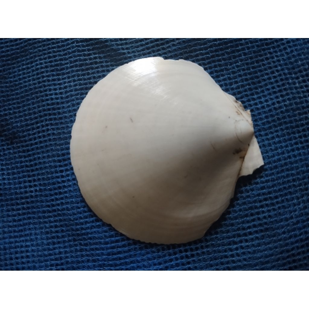 Jual cangkang kerang/cangkang kerang simping/cangkang kerang kipas ...