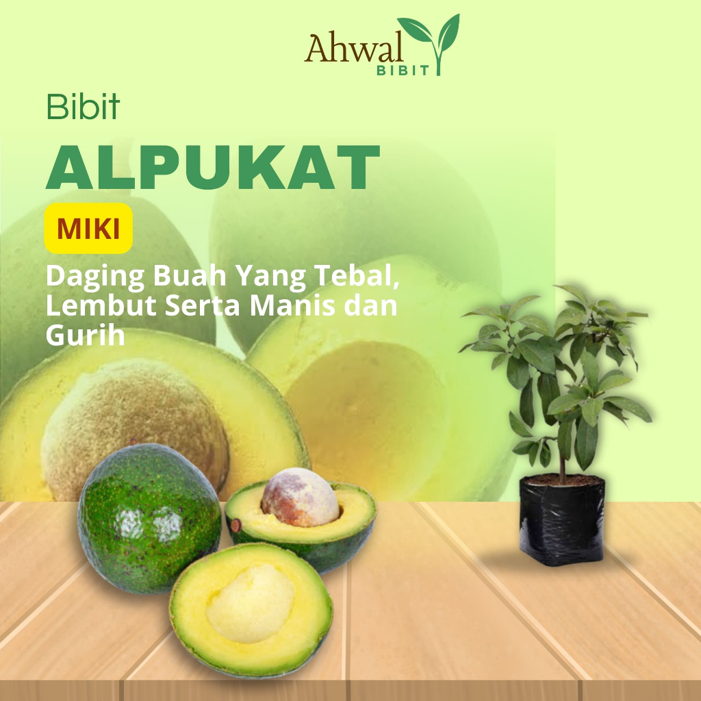 Jual AHWAL BIBIT - Bibit Alpukat Miki Super Siap Tanam | Shopee Indonesia