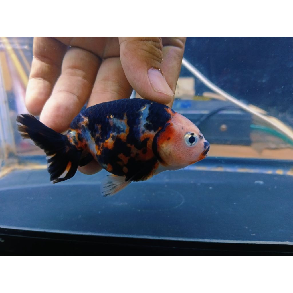 Jual koki ranchu sapi calico | Shopee Indonesia