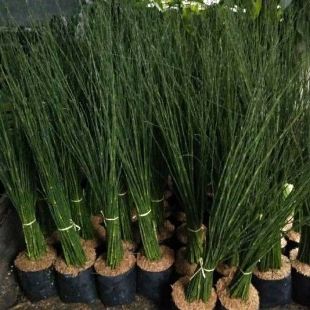 (( mp 5 )) Termurah Tanaman Air / Jual Bambu Air / Tanaman Hias Bambu Air Tanaman hias Bambu air