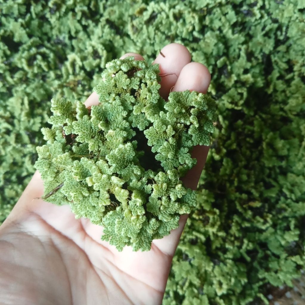 Produk Berkah Azolla Nganjuk | Shopee Indonesia