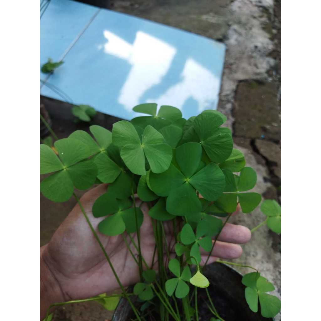 Jual Tanaman Semanggi Daun 4 (Four Leaf Clover) | Shopee Indonesia