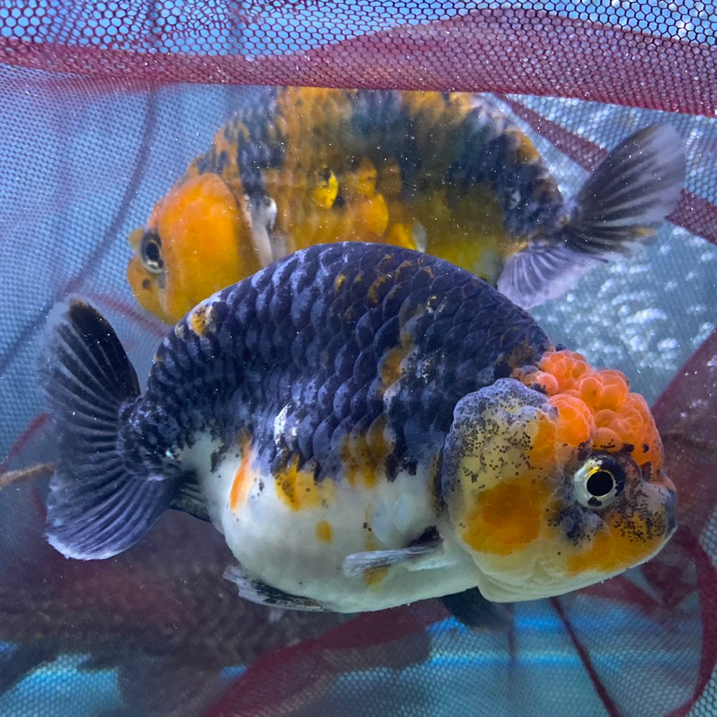 Jual IKAN HIAS KOKI RANCU CALICO KOKI RANCU KOKI RANCU PANCAWARNA ...