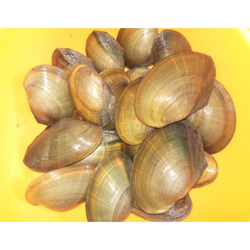 Jual KERANG AIR TAWAR Hidup / Kerang Hijau / Kerang Sawah 1kg | Shopee ...