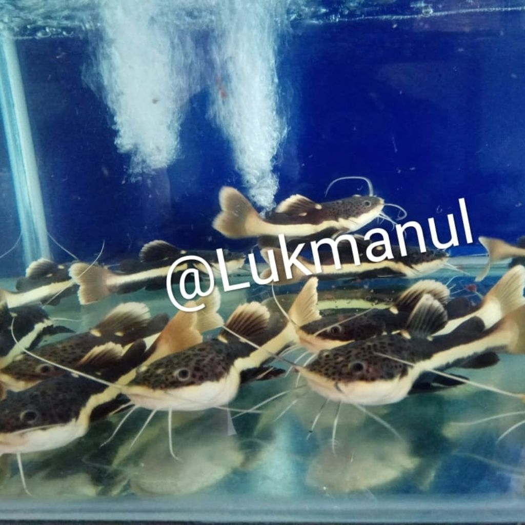 Jual Ikan RTC Red Tail Catfish Baby | Shopee Indonesia
