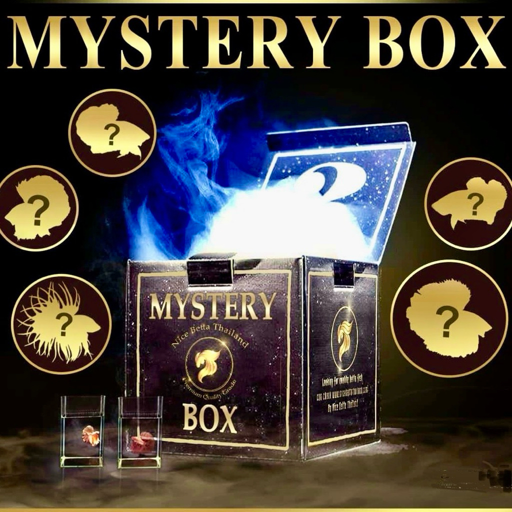 Jual MYSTERY BOX IKAN CUPANG BETTA FISH | THAILAND INDONESIA RANDOM ...