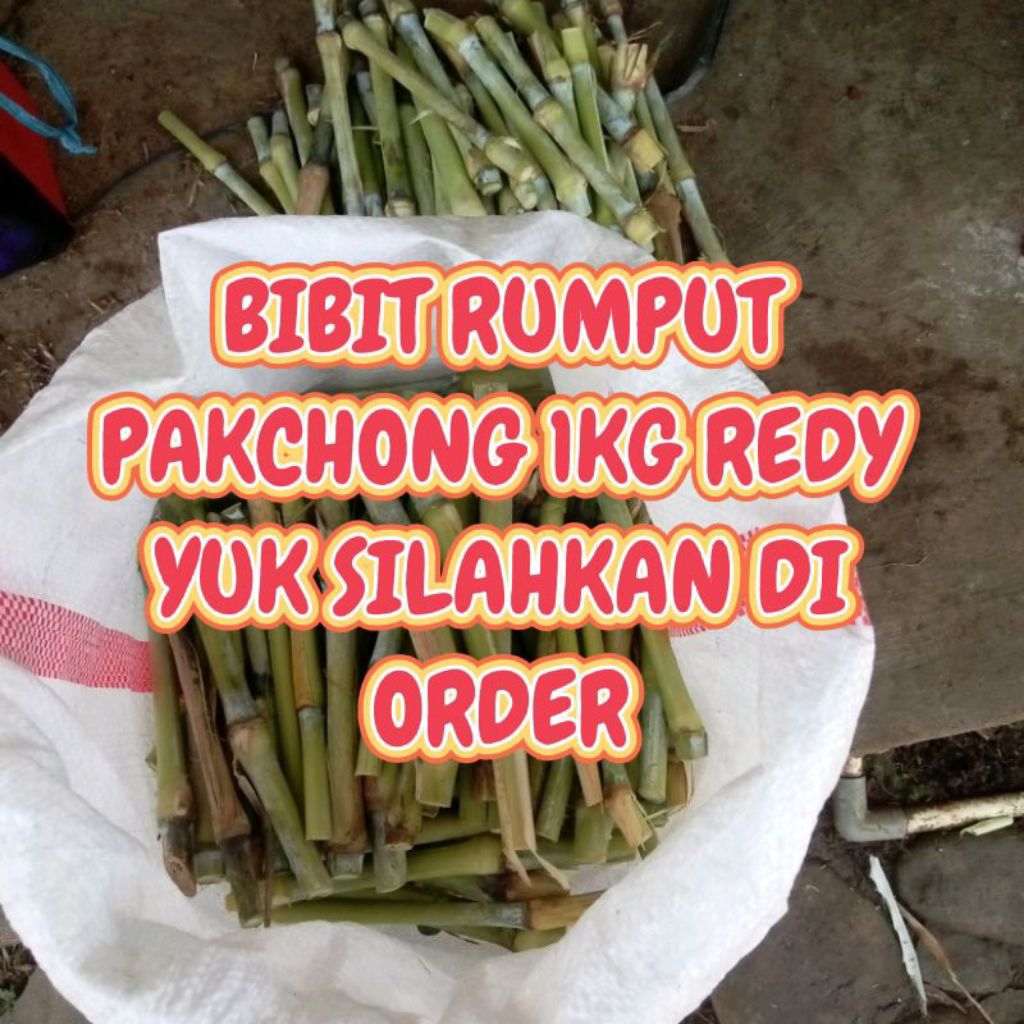 Jual BIBIT RUMPUT PAKCHONG 1KG | Shopee Indonesia