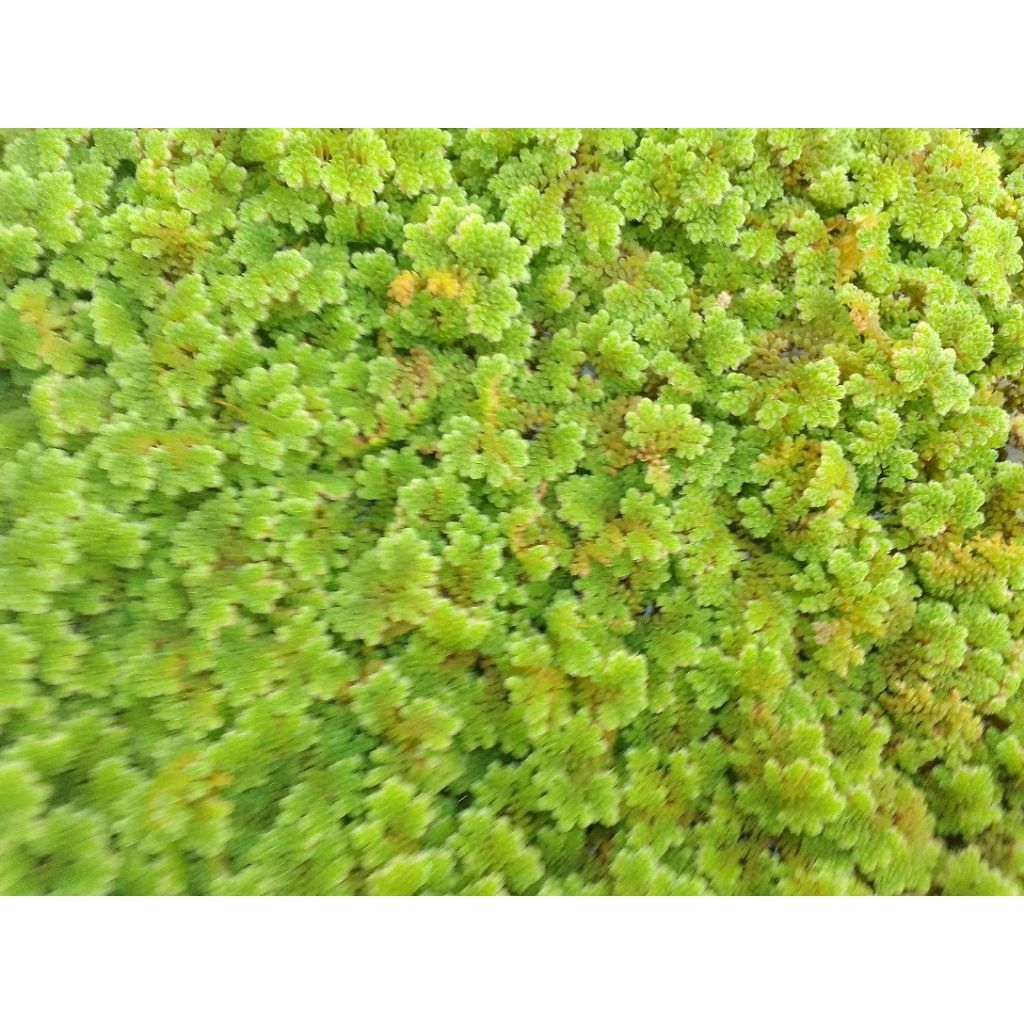 Jual azolla 1kg | Shopee Indonesia