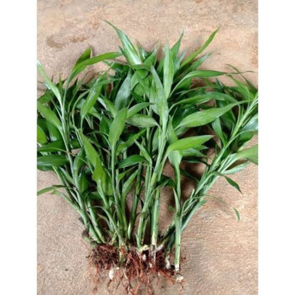 Jual ( BISA COD ) Tanaman Hias Bambu Hoki hijau Sudah Berakar Tanaman ...