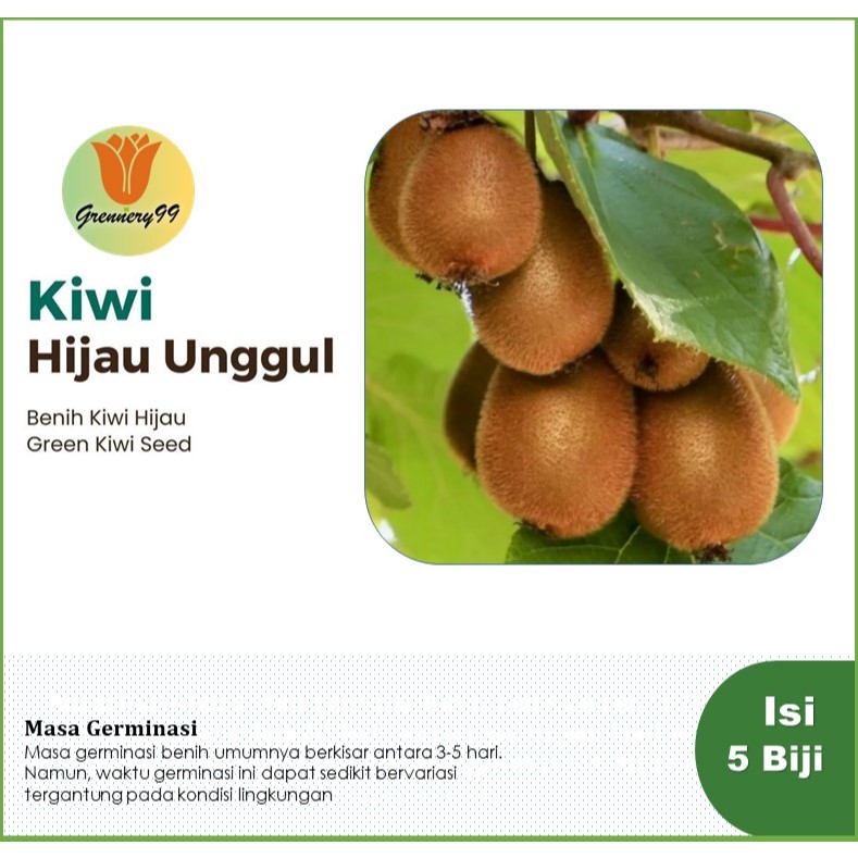 Bibit Buah Kiwi Hijau Unggul