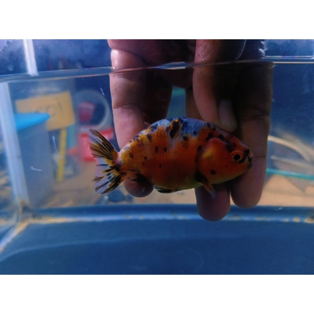 Jual koki ranchu lionchu calico sapi sapian | Shopee Indonesia