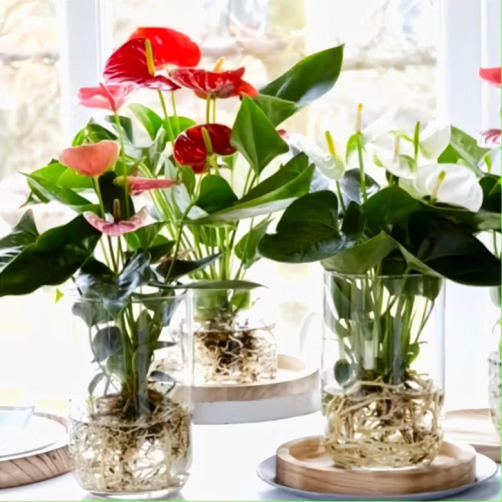 ( mp 2 ) Tanaman Hias Mickey Mouse Bisa Hidup Di Air Bunga Hias Anthurium Mickey Mouse Varian Warna Bunga Tanaman Hidup Anthurium Mikimose Tanaman Indoor Anturium Mikimos