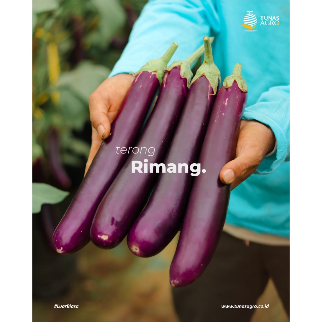Jual BENIH TERONG UNGU TAHAN VIRUS RIMANG F1 TUNAS AGRO Urban Farming ...