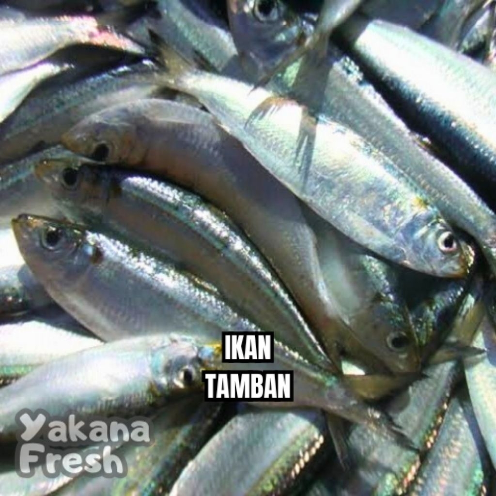Jual Ikan Tamban 500g | Shopee Indonesia