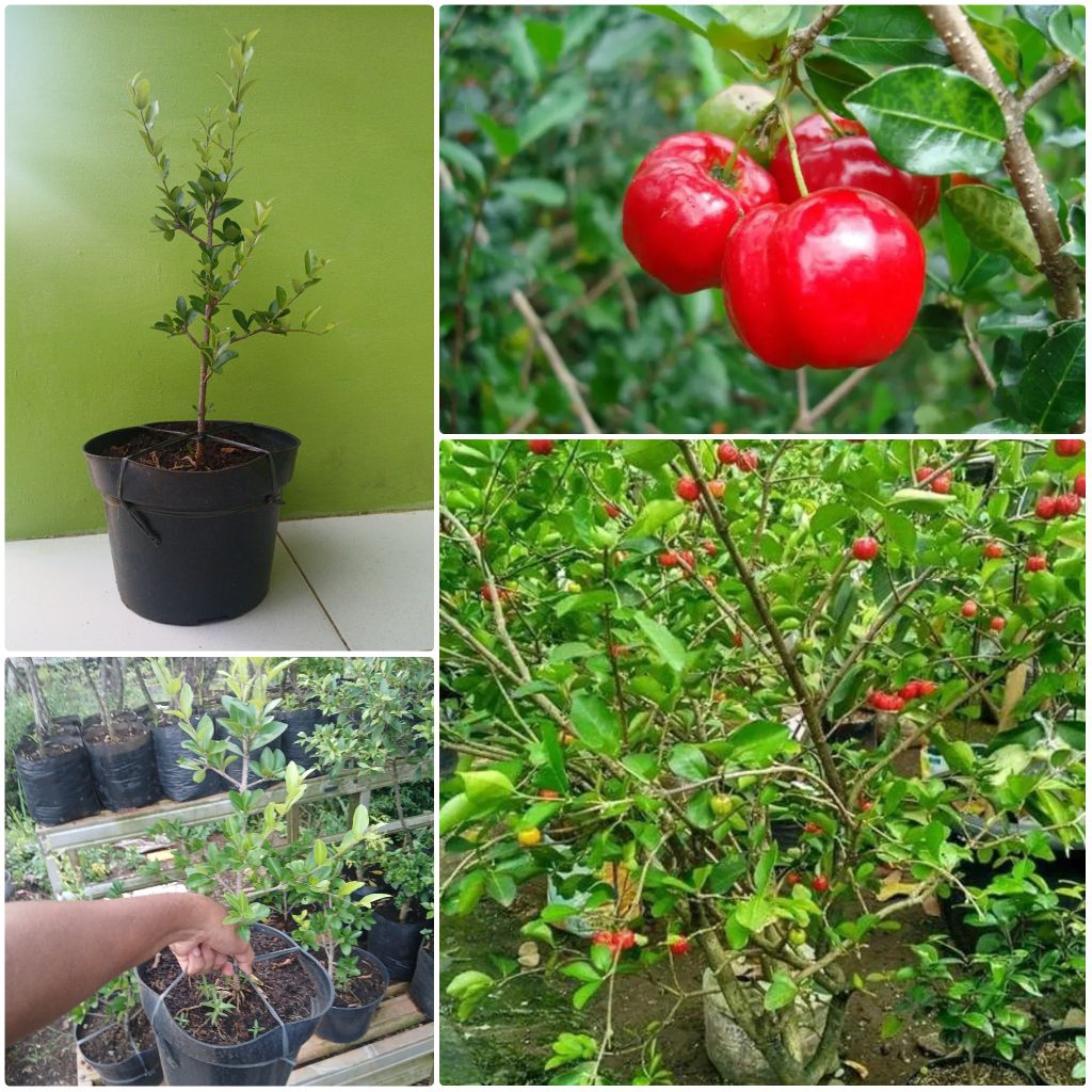 Jual Tabulampot Cangkok Bibit Tanaman Cherry Barbados/Sianci/Aserola ...
