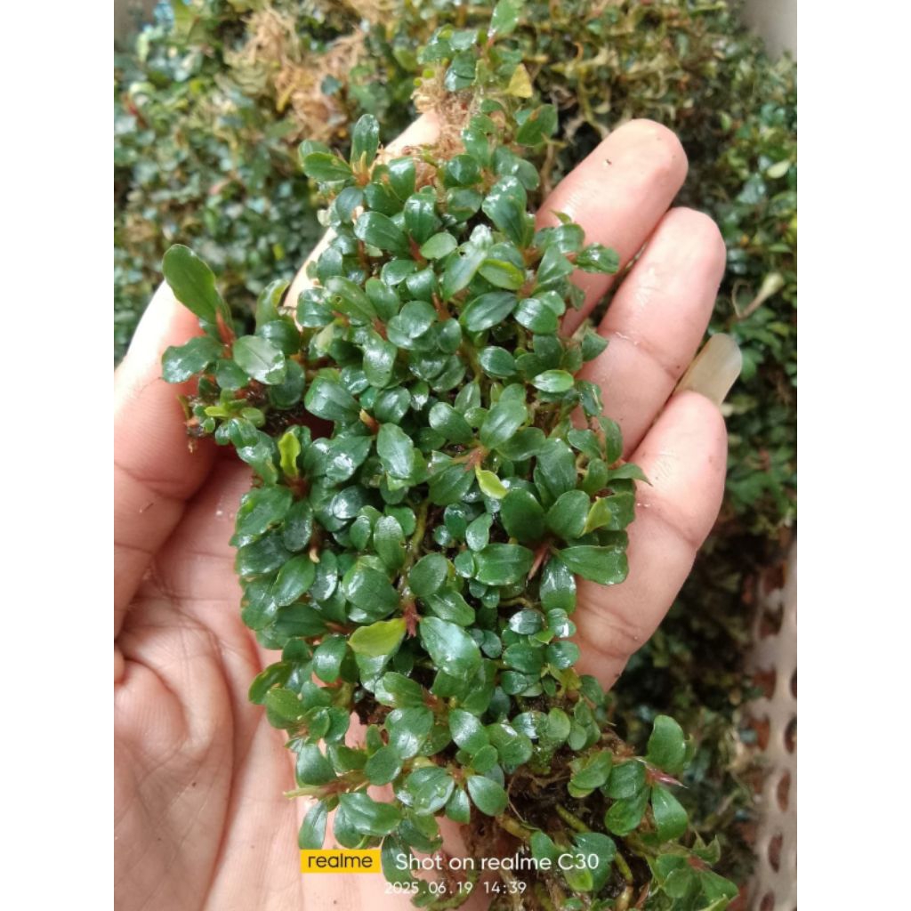 Jual bucephalandra mini | Shopee Indonesia