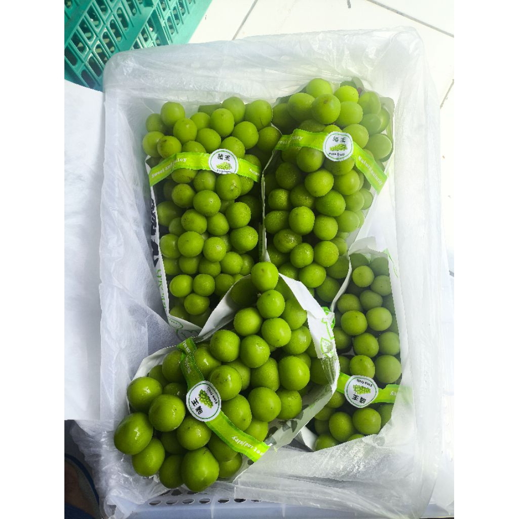 Jual Anggur Muscat Terlengkap & Harga Terbaru Mei 2026 | Shopee Indonesia