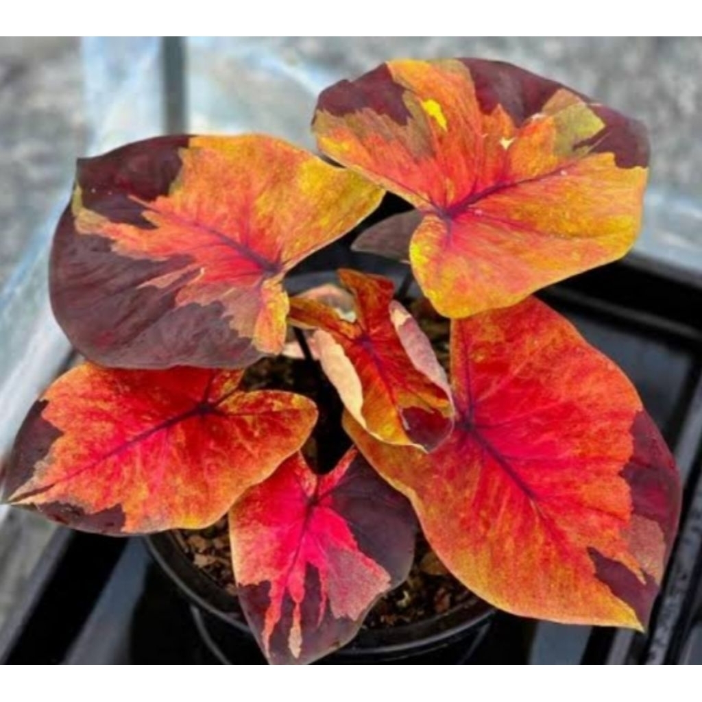 Jual caladium sunset sky | Shopee Indonesia