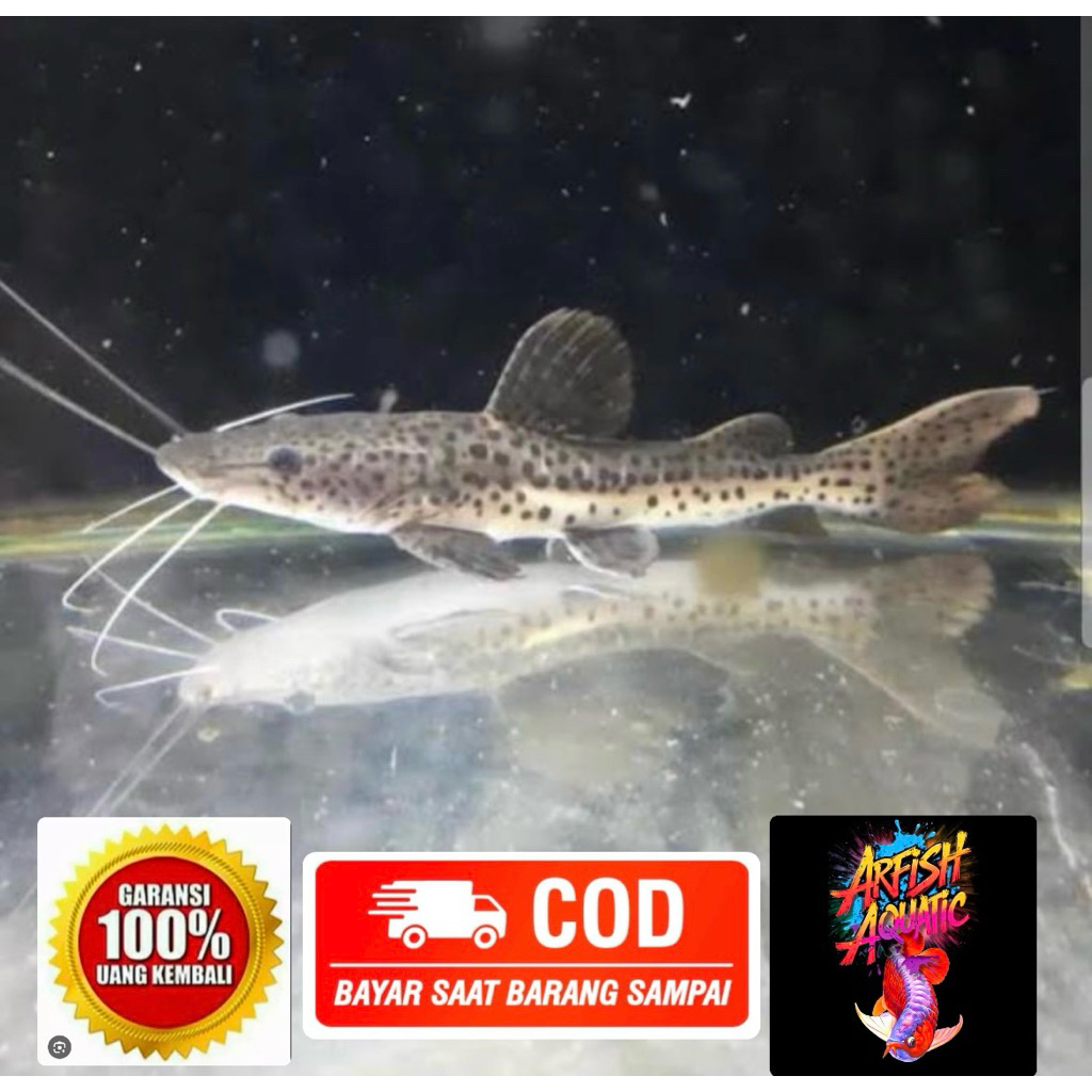 Jual Leopard cat fish&TSN Tiger shovelnose size 13cm garansi 100% ...