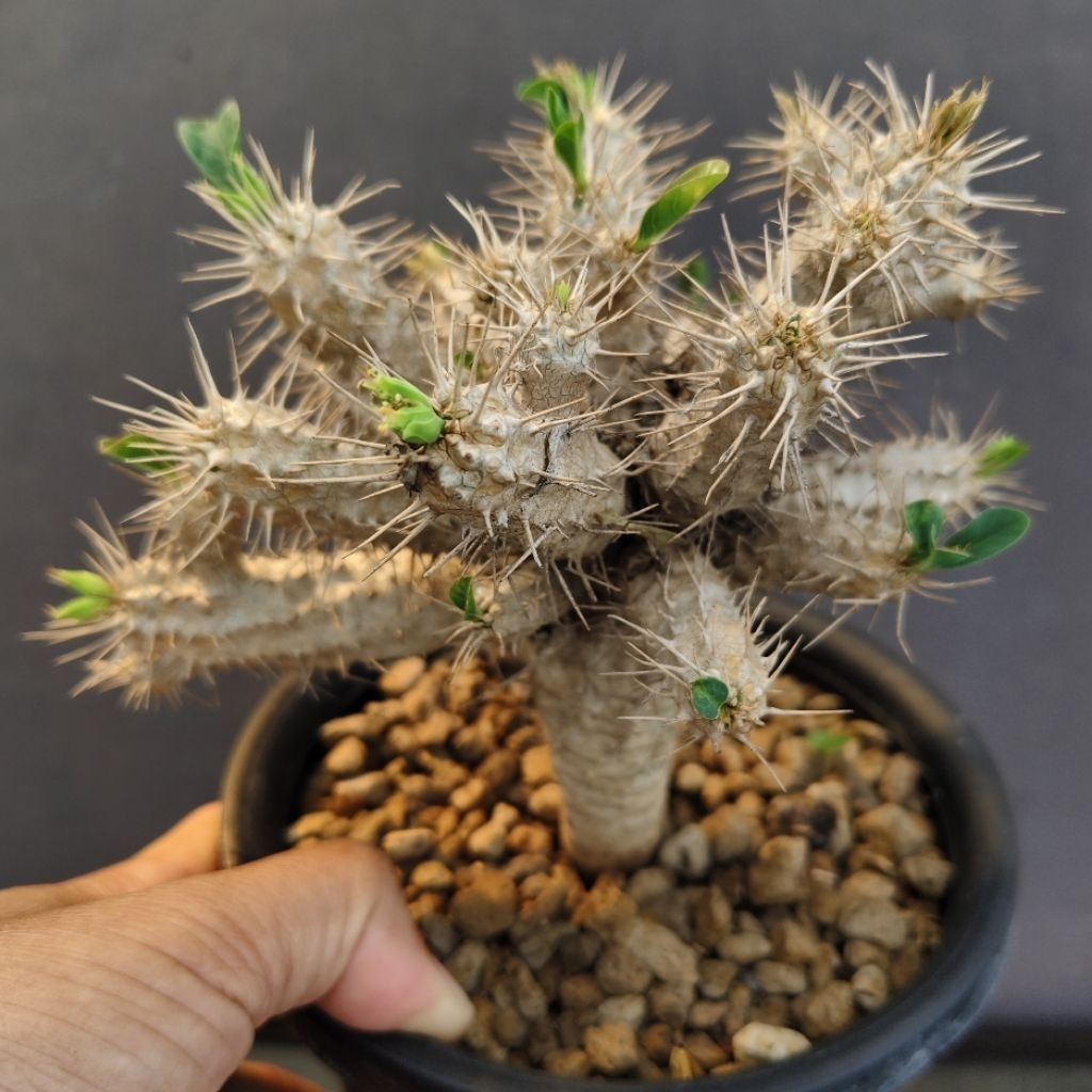 Jual Tanaman Caudiciform Euphorbia guillauminiana dari biji | Shopee ...