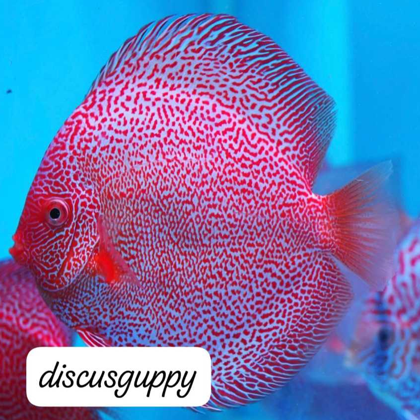 Jual Taipan Snake Discus - Enhanced Edition | Shopee Indonesia