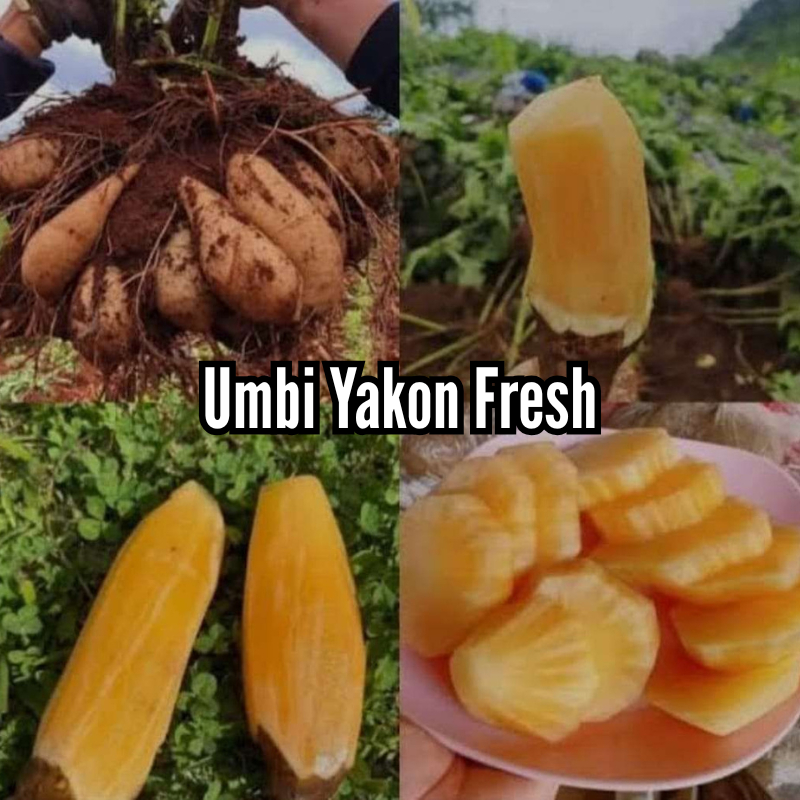 Jual Ubi Yakon Seger kriuk 1 kg - Sumber Inulin dan Serat Alami untuk ...