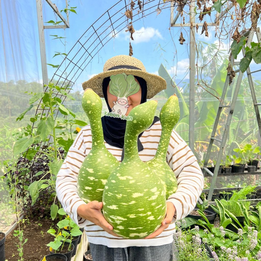 Jual 8 Biji - Benih Speckled Swan Gourd.Labu unik seperti angsa ...