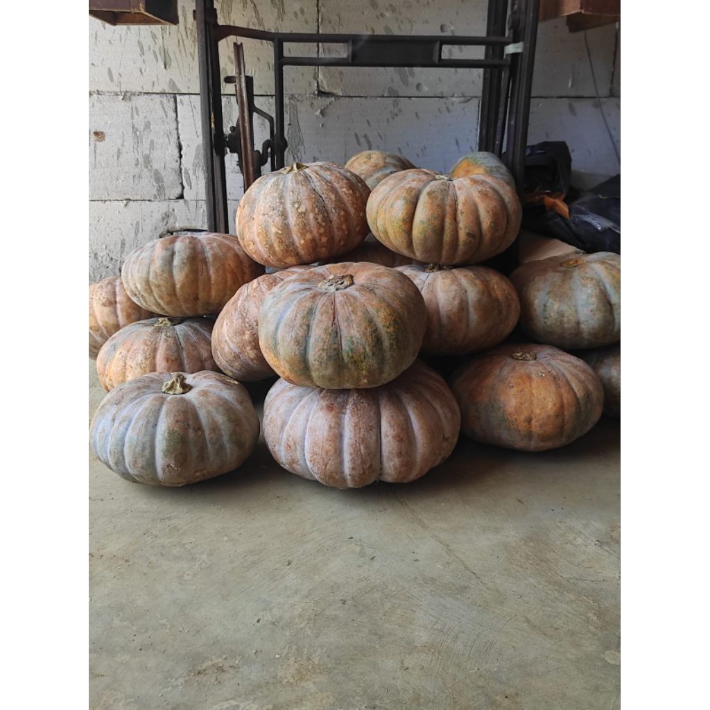 Jual labu parang suprema per 2kg 1 buah | Shopee Indonesia