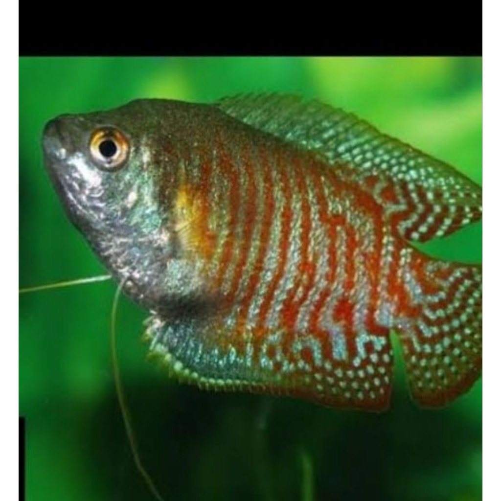 Jual sepat ralis jantan indukan cantik aquarum | Shopee Indonesia