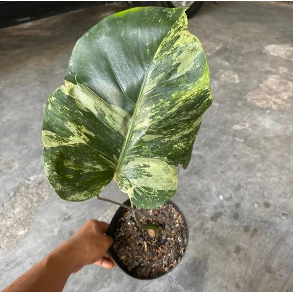 Jual Monstera Oceana mint variegata (1daun pancing) | Shopee Indonesia