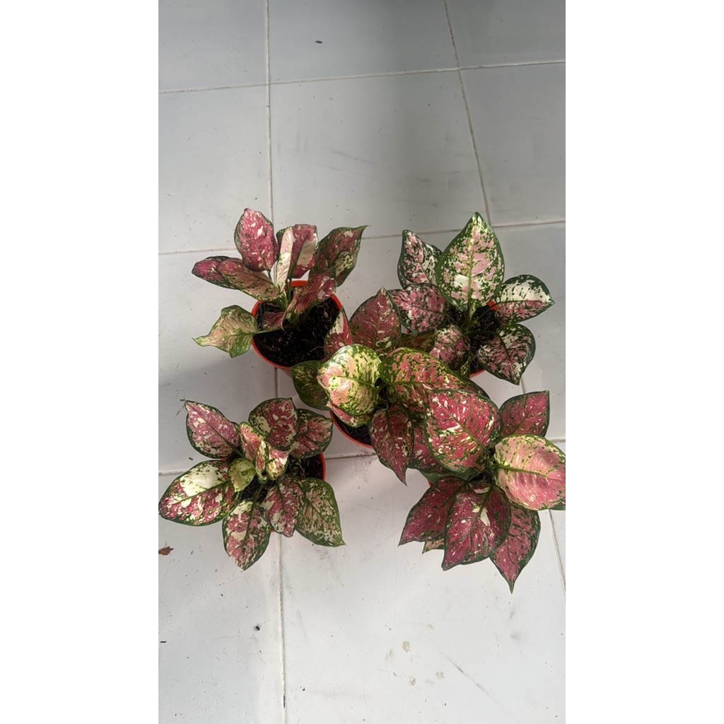 Jual Tanaman hias Aglonema (Dud Tri Color) Paketan 5 Dewasa | Shopee ...