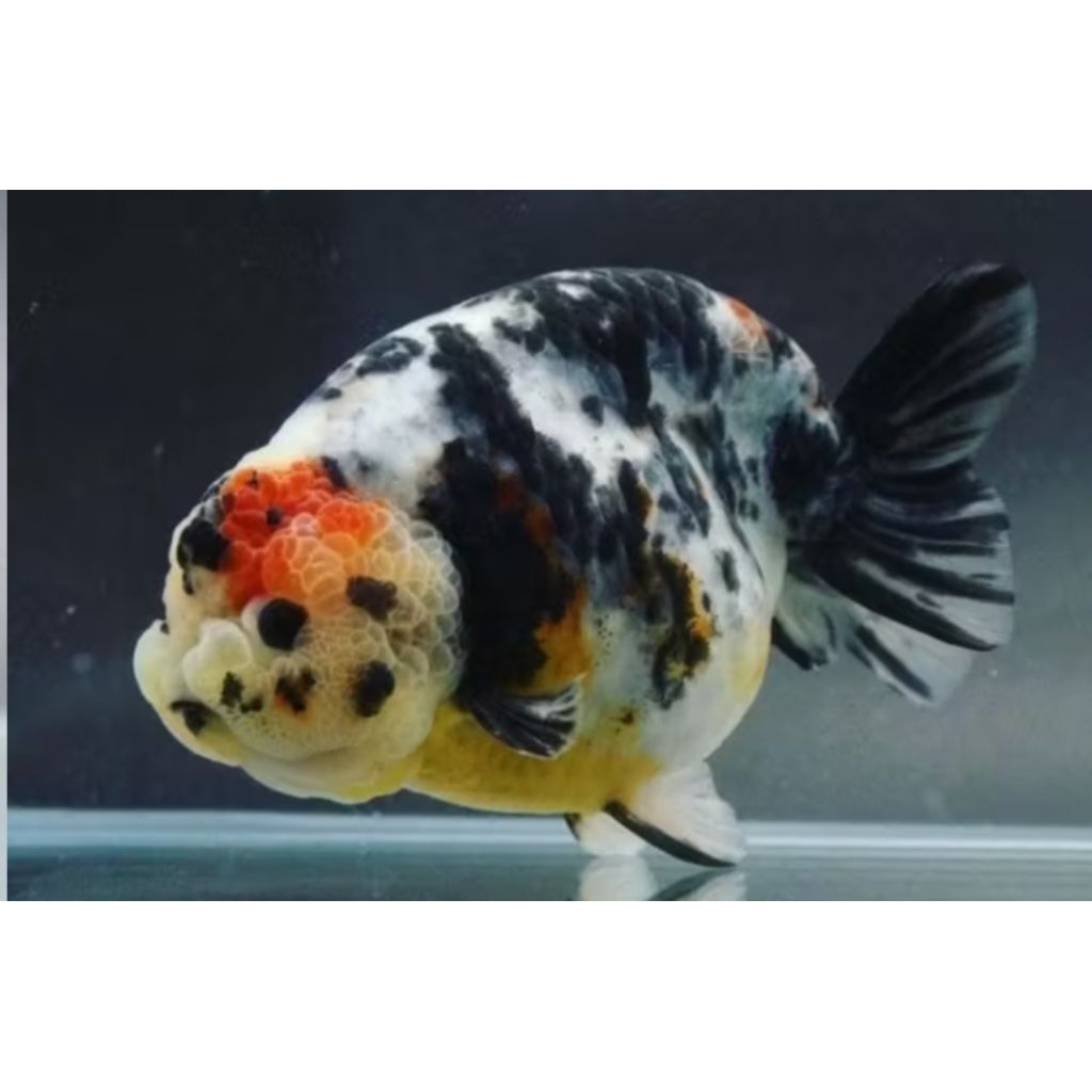 Jual IKAN HIAS MAS KOKI RANCU JUMBO SAPI PANCA WARNA GOOD QUALITY GRADE ...