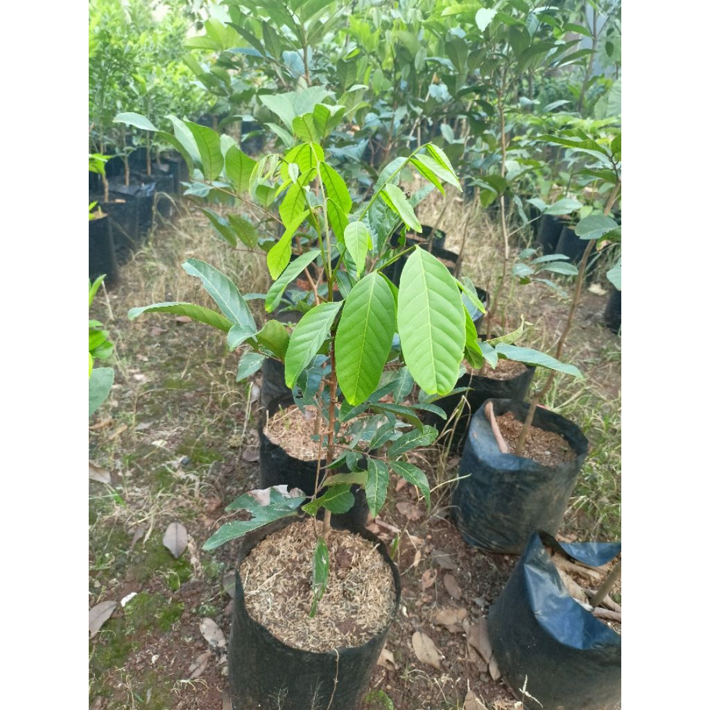 Jual BIBIT RAMBUTAN rapiah dan binjai hasil okulasi cepat berbuah ...