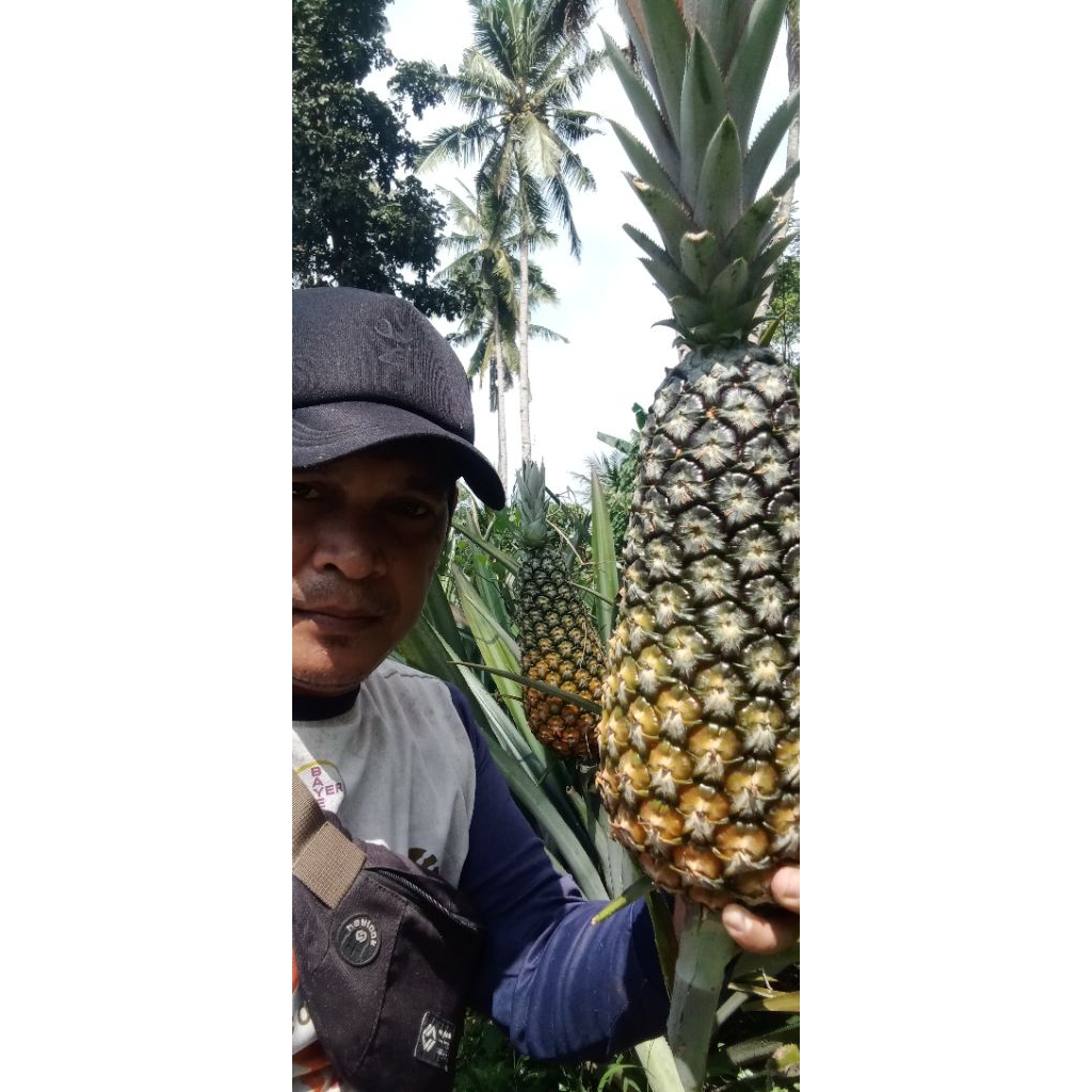 Jual Originala 1 tunasan madu yangke Ac6 Malaysia super A berat 1 kg ...
