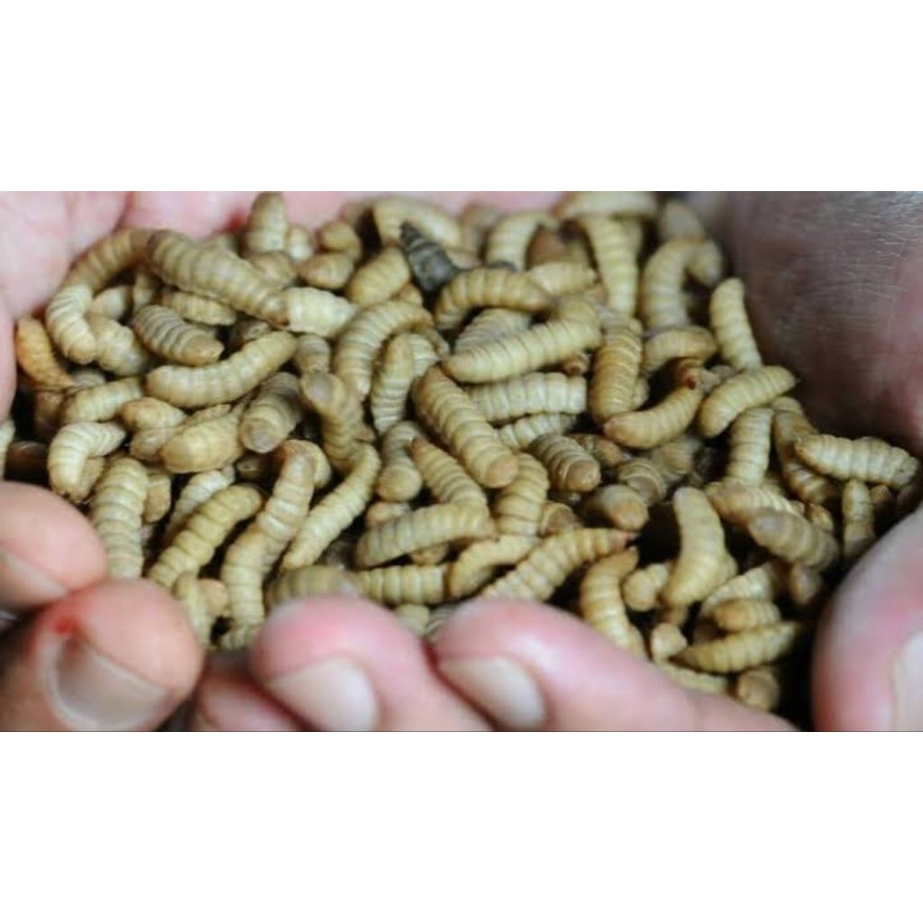 Jual Maggot Box Terlengkap & Harga Terbaru Juli 2026 | Shopee Indonesia
