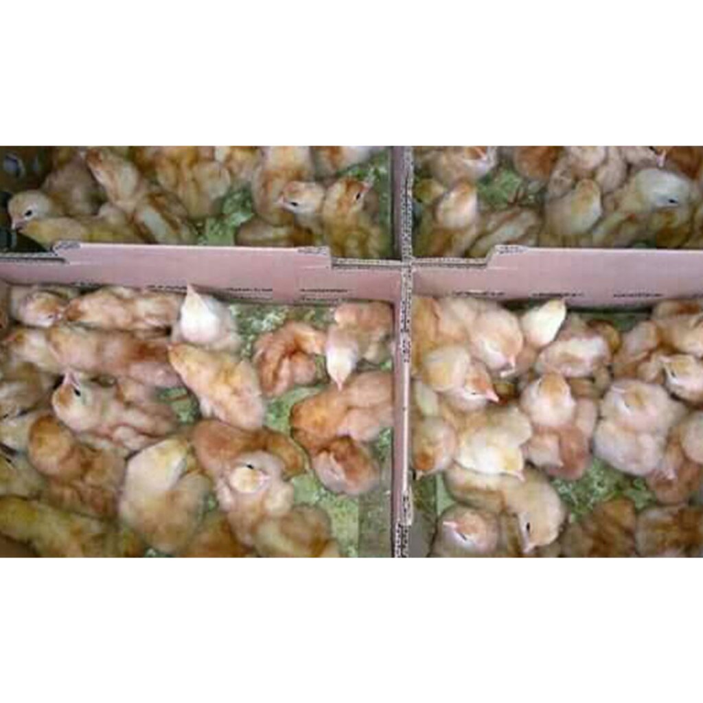 Jual DOC ayam petelur isa brown Bandung Area | Shopee Indonesia