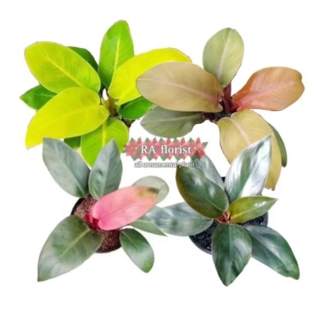 Jual paket philo 4 jenis | Shopee Indonesia