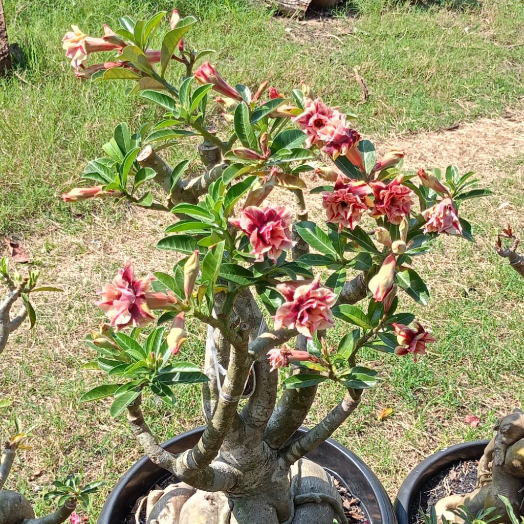 Jual ADENIUM JUMBO GRAFTING BUNGA TUMPUK SINGLE | Shopee Indonesia