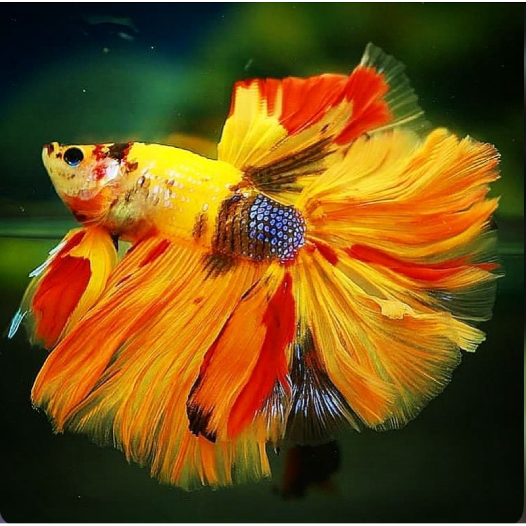 Jual cupang halfmoon nemo ekor lebar, warna cerah, mental galak ...