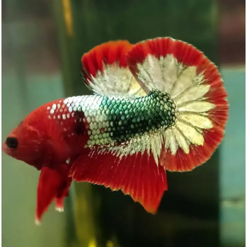 Jual Ikan Cupang Fccp Terlengkap & Harga Terbaru April 2026 | Shopee ...