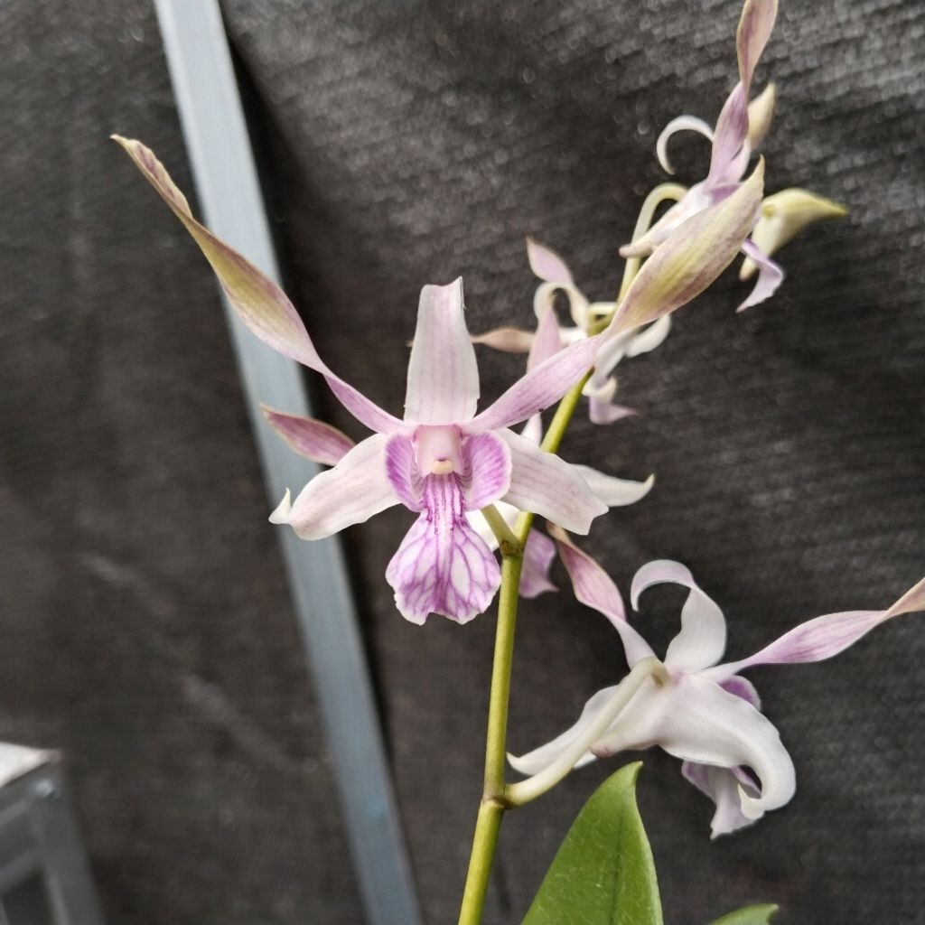Jual Anggrek dendrobium Rabbit Srima | Shopee Indonesia