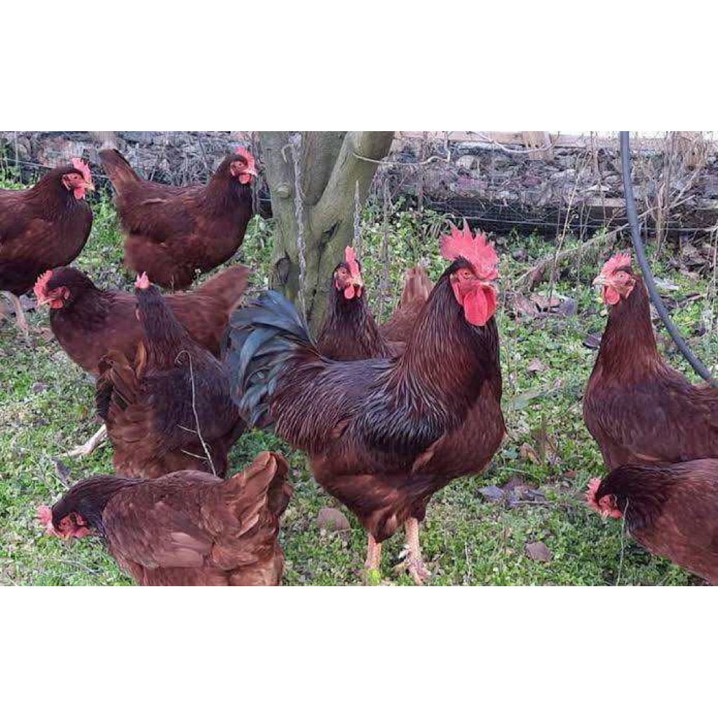 Jual TELUR FERTIL AYAM RAS RHODE ISLAND RED(RIR) PETELUR HANDAL UNTUK ...
