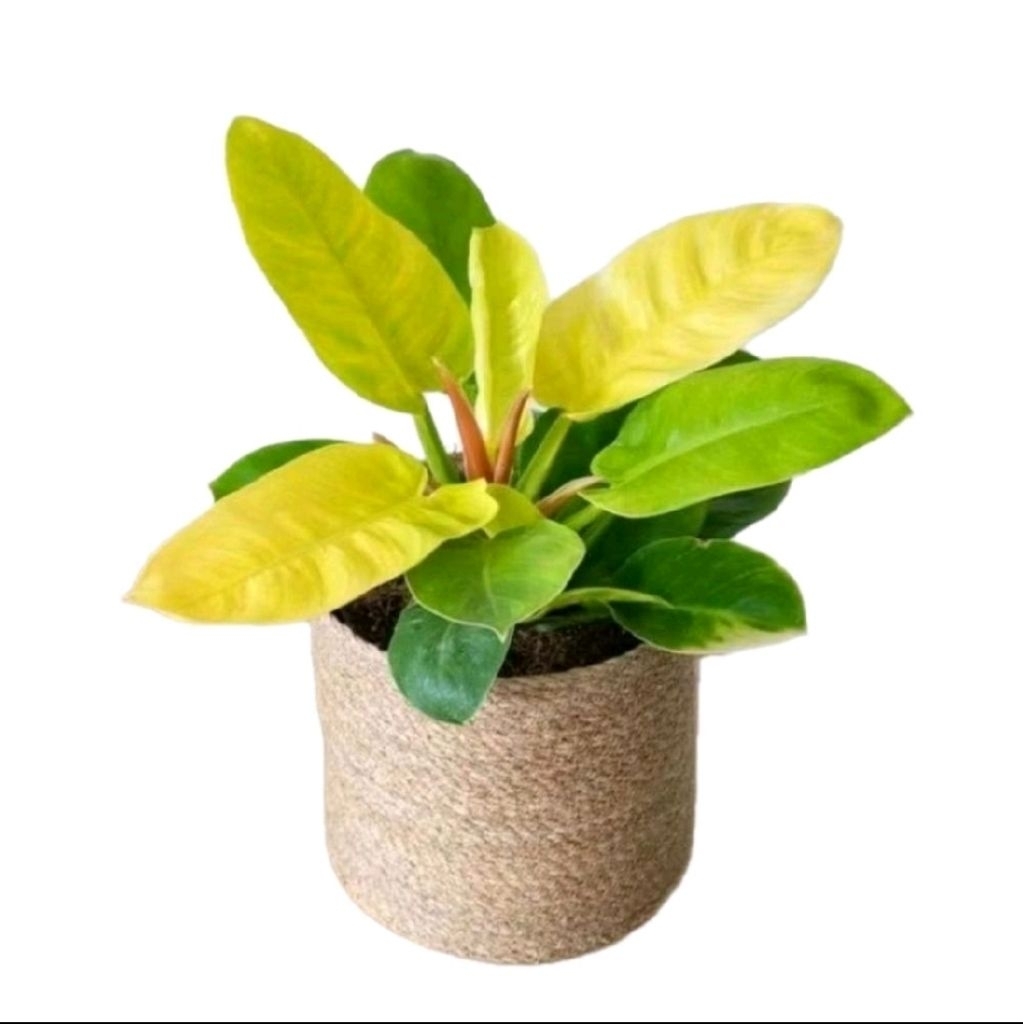 Jual Philodendron moonlight tanaman indoor cantik dan murah | Shopee ...